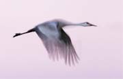 Crane at Sunset