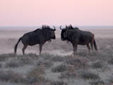 Wildebeest at Dawn