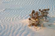 White Sands, New Mexico