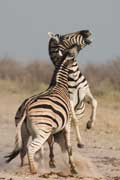 Zebras