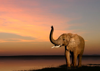 Enter Wilbur Imaging Site